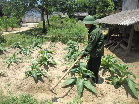 Tuổi già, bệnh tật vết thương thường xuyên tái phát nhưng ông Trường vẫn luôn dành thời gian chăm sóc vườn tược cải thiện cuộ sông gia đình