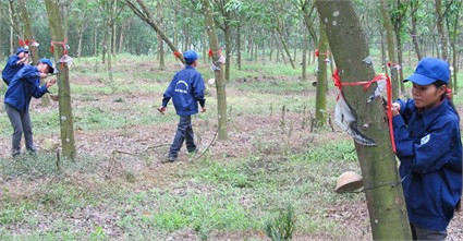 Dự án trồng, chăm sóc và chế biến cây cao su được BIDV Hà Tĩnh đầu tư nguồn vốn Dự án trồng, chăm sóc và chế biến cây cao su được BIDV Hà Tĩnh đầu tư nguồn vốn