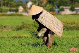 Gió Lào: Từ trong khắc nghiệt mà thành nếp riêng