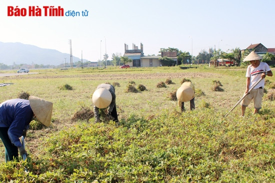 Lạc xuân được mùa, được giá ảnh 1