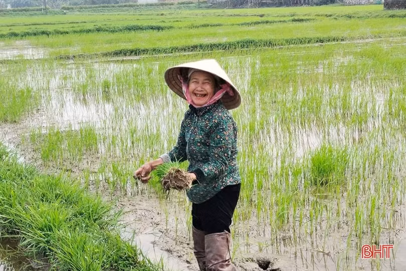 Nông dân Lộc Hà tập trung ra đồng chăm sóc cây trồng vụ xuân