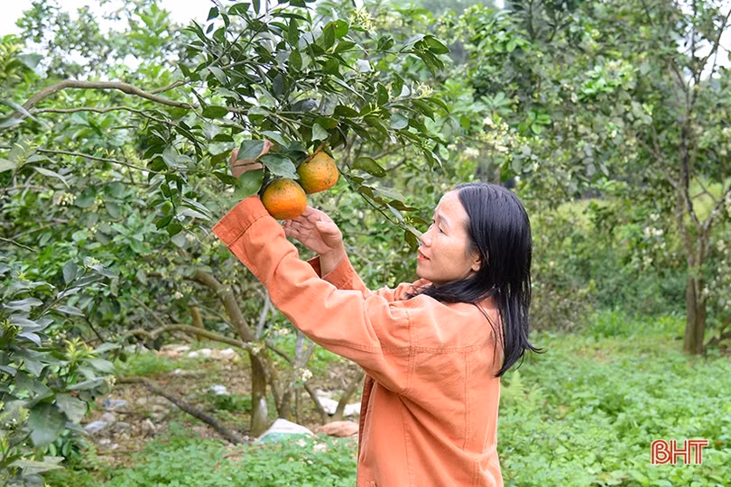 Chi hội trưởng phụ nữ “giỏi việc nước, đảm việc nhà” ở Can Lộc