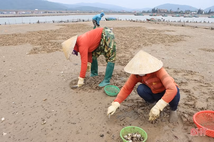 Hiện tượng ngao chết ở Hà Tĩnh do mật độ nuôi quá dày