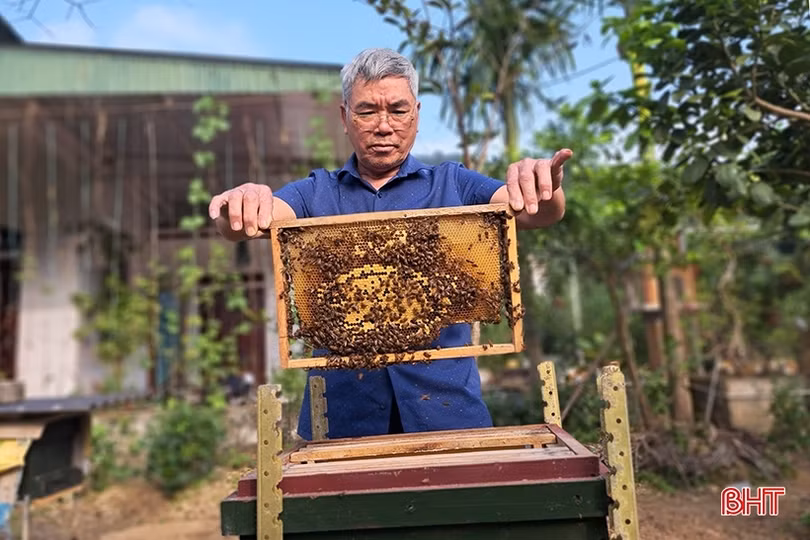Nuôi ong dưới chân núi Hồng cho thu nhập khá