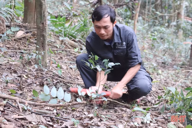 “Trợ thủ” phát hiện voi và nhiều động vật quý hiếm tại Vườn Quốc gia Vũ Quang