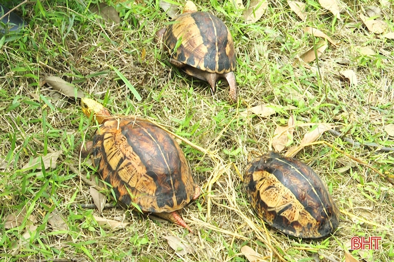 Vườn Quốc gia Vũ Quang tái thả 43 cá thể động vật hoang dã về môi trường 