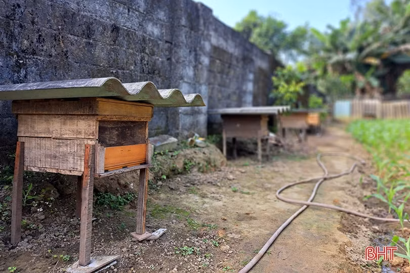 Nuôi ong dưới chân núi Hồng cho thu nhập khá