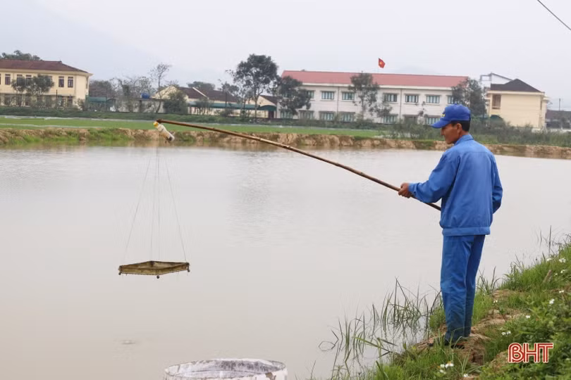 Nông dân Can Lộc nuôi tôm càng xanh cho hiệu quả cao