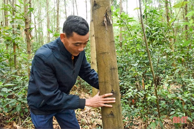 Lợi ích kép từ trồng rừng theo tiêu chuẩn FSC ở vùng thượng Kỳ Anh