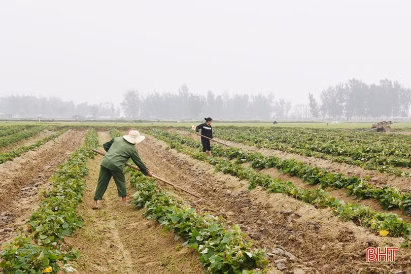 Nông dân Lộc Hà tập trung ra đồng chăm sóc cây trồng vụ xuân