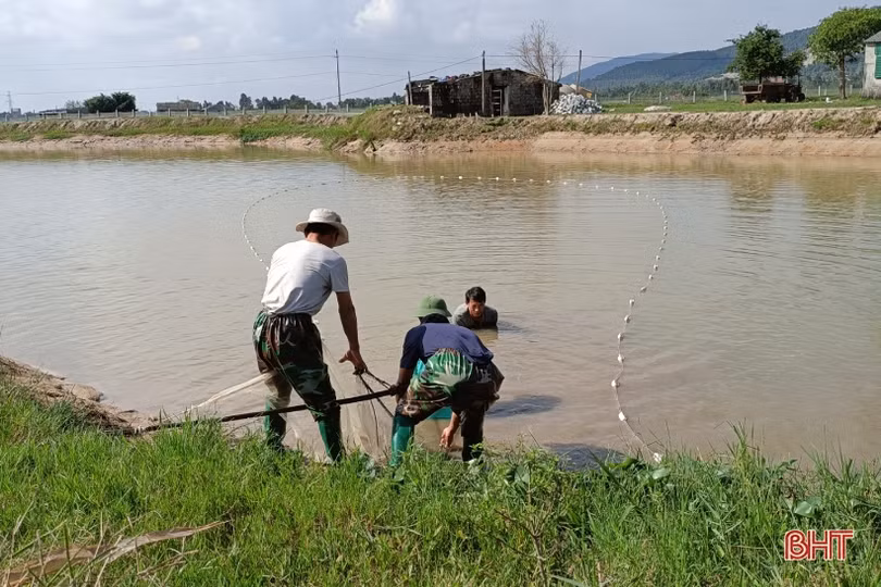 Nông dân Can Lộc nuôi tôm càng xanh cho hiệu quả cao