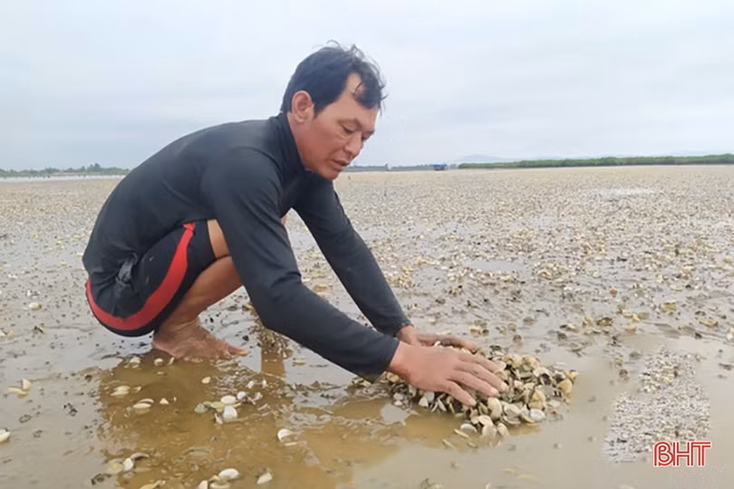 Ngành chuyên môn Hà Tĩnh khuyến cáo gì sau hiện tượng ngao chết hàng loạt?