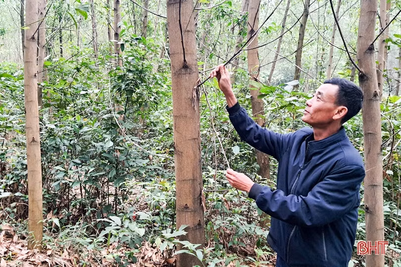 Lợi ích kép từ trồng rừng theo tiêu chuẩn FSC ở vùng thượng Kỳ Anh