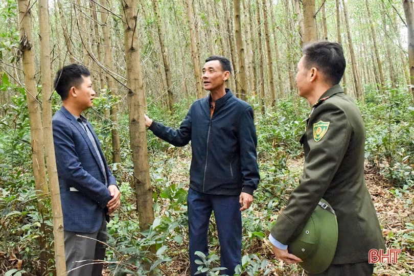 Lợi ích kép từ trồng rừng theo tiêu chuẩn FSC ở vùng thượng Kỳ Anh