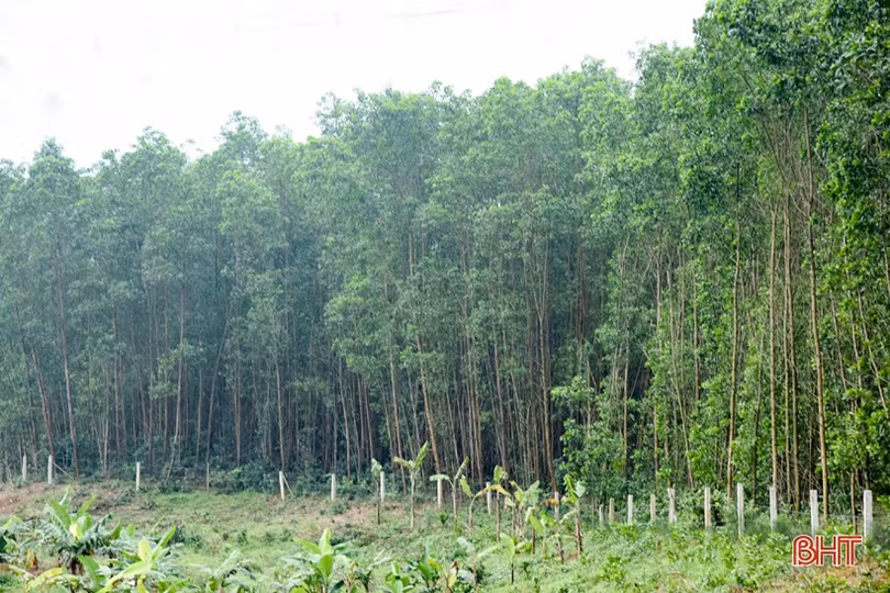 Lợi ích kép từ trồng rừng theo tiêu chuẩn FSC ở vùng thượng Kỳ Anh