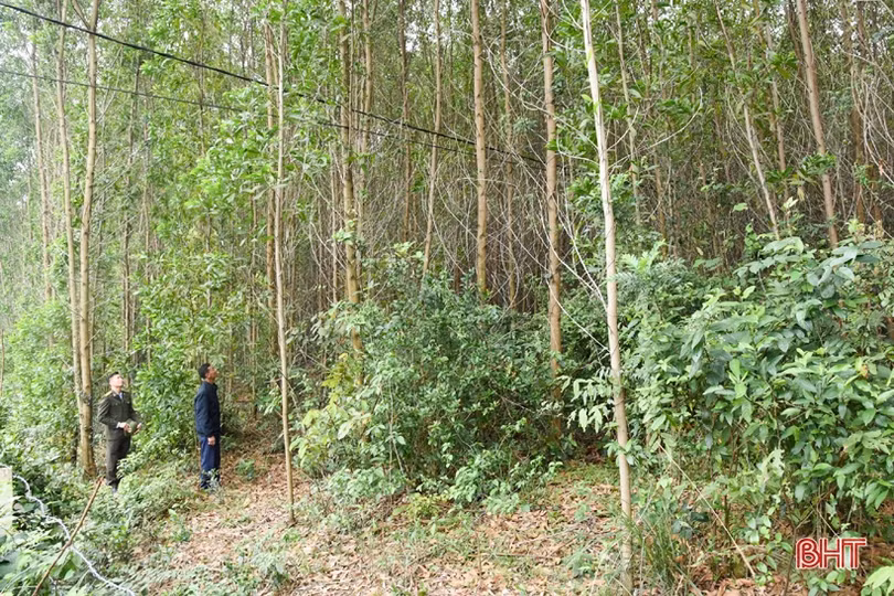 Lợi ích kép từ trồng rừng theo tiêu chuẩn FSC ở vùng thượng Kỳ Anh