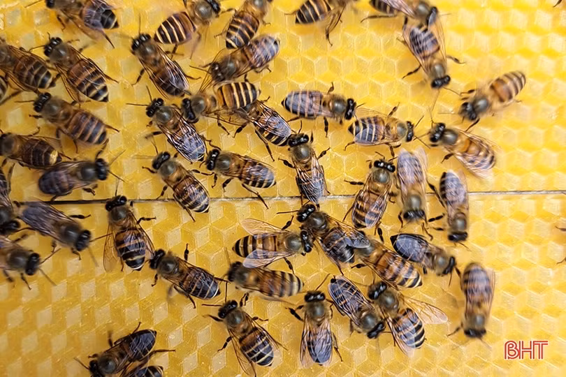 Nuôi ong dưới chân núi Hồng cho thu nhập khá