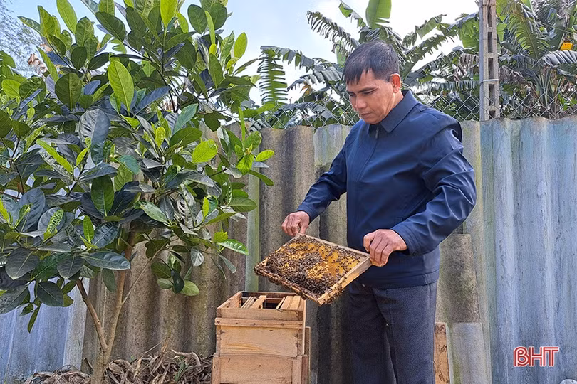 Nuôi ong dưới chân núi Hồng cho thu nhập khá