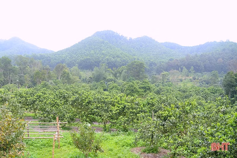 “Đổi đời” nhờ rẽ hướng trồng cam trên đất đồi Thượng Lộc