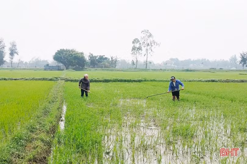 Nông dân Lộc Hà tập trung ra đồng chăm sóc cây trồng vụ xuân
