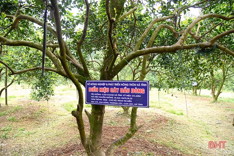 “Đổi đời” nhờ rẽ hướng trồng cam trên đất đồi Thượng Lộc