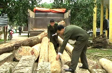 Nhân viên Hạt kiểm lâm Vũ Quang kiểm đếm số gỗ các đối tượng vận chuyển trái phép trong đêm 30 Tết