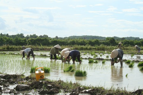Bà con nông dân xã Gia Phố (Hương Khê) xuống giống diện tích lúa xuân muộn
