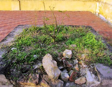 và cây còn (lay lắt) thì.. bia mất!