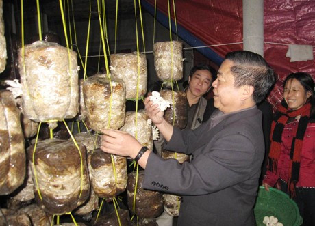 và mô hình trồng nấm rơm của HTX TTCN - TM&DV Cẩm Thành