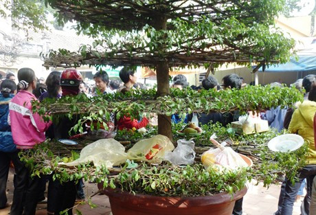 Đến cây cảnh cũng được trưng dụng làm nơi để tạm các lễ vật