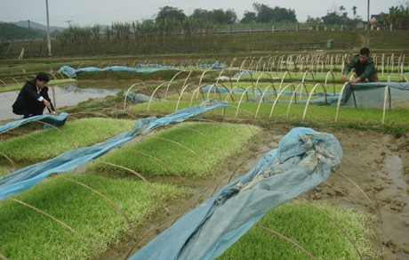 Rét đậm, rét hại đe dọa nhiều diện tích mạ lúa đông xuân ở Hà Tĩnh