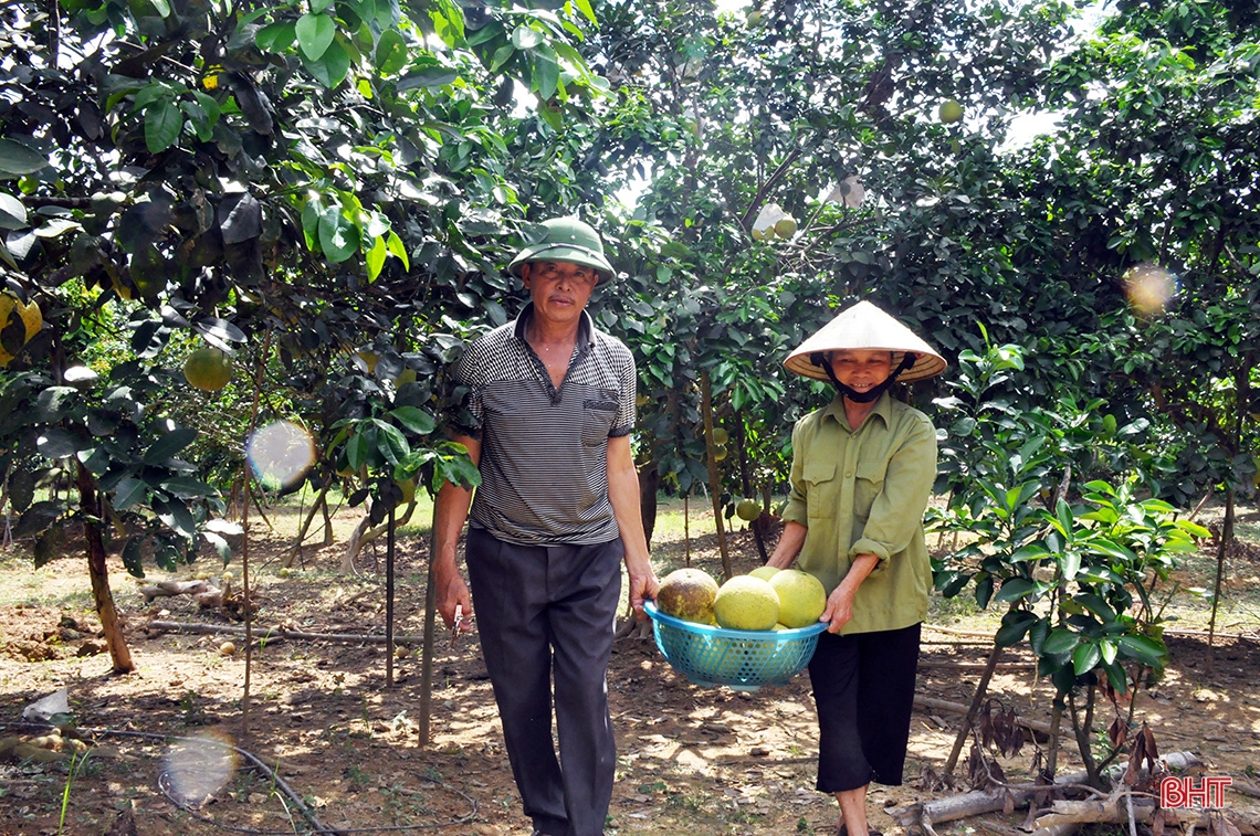 Hương Khê mùa bưởi chín...