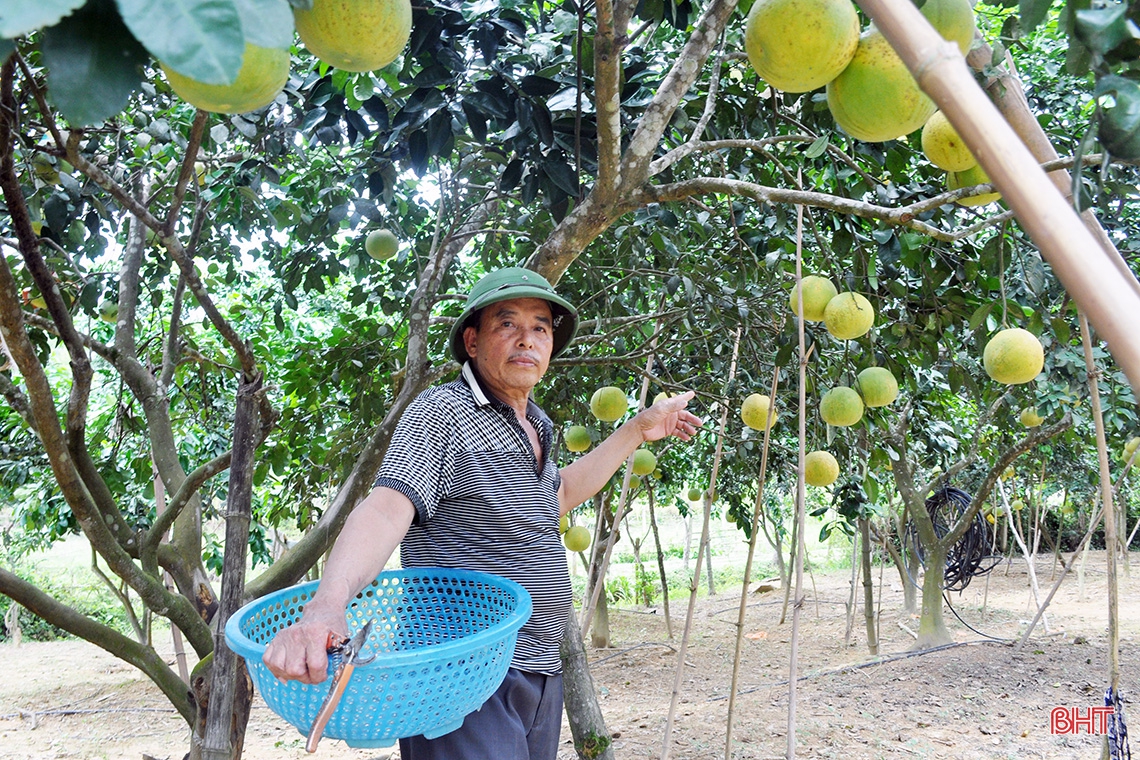 Hương Khê mùa bưởi chín...