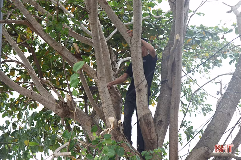 Gần 4.000 tàu thuyền Hà Tĩnh vào bờ an toàn trước bão số 8