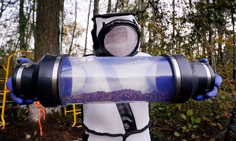 Phá hủy tổ ong bắp cày “sát thủ” đầu tiên trên đất Mỹ