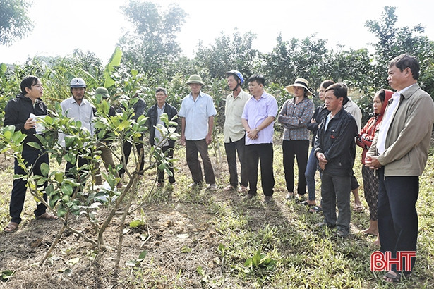 Hướng dẫn người dân Hương Khê cách “cứu” bưởi Phúc Trạch sau lũ