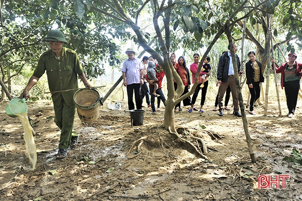 Hướng dẫn người dân Hương Khê cách “cứu” bưởi Phúc Trạch sau lũ