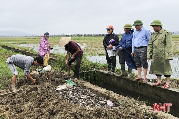 Đức Thọ ra quân tiêu diệt 100 ngàn con chuột