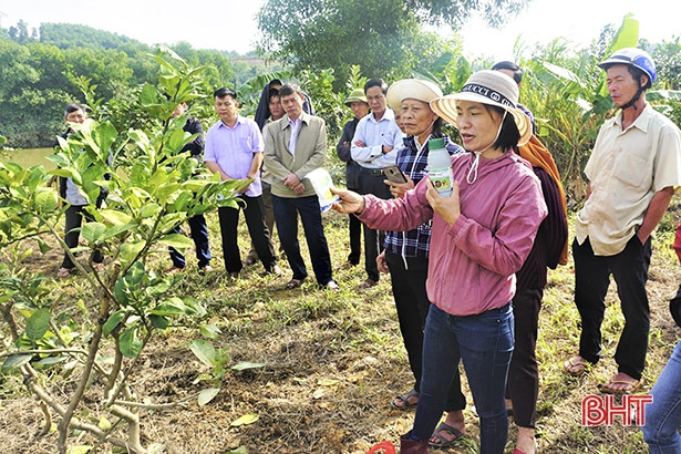 Hướng dẫn người dân Hương Khê cách “cứu” bưởi Phúc Trạch sau lũ