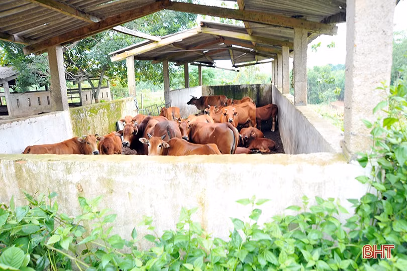 “4 tại chỗ” từ mỗi nhà, Hương Khê giảm thiểu thiệt hại lũ lụt