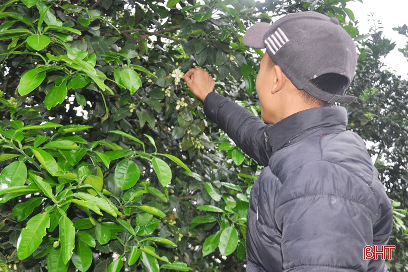 Nông dân Hà Tĩnh tất bật thụ phấn cho bưởi Phúc Trạch trong những ngày tết