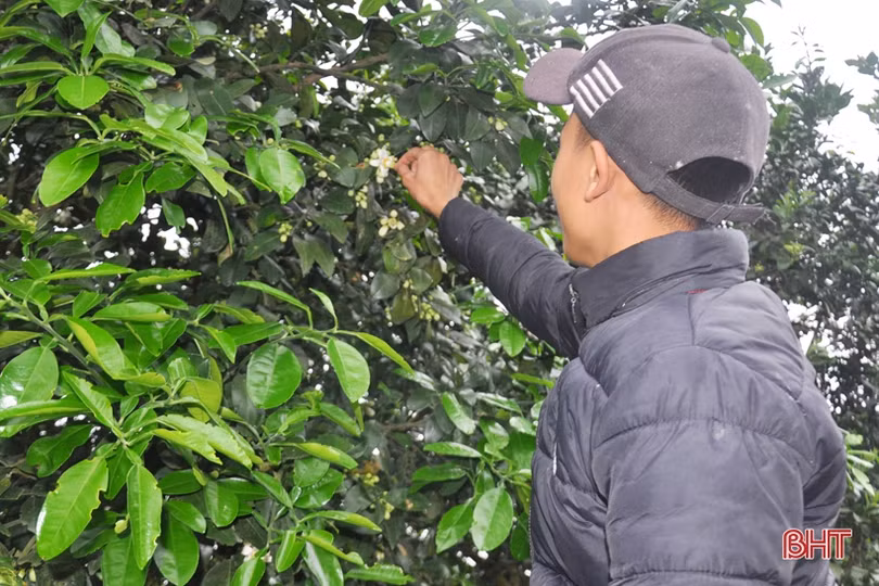 Nông dân Hà Tĩnh tất bật thụ phấn cho bưởi Phúc Trạch trong những ngày tết