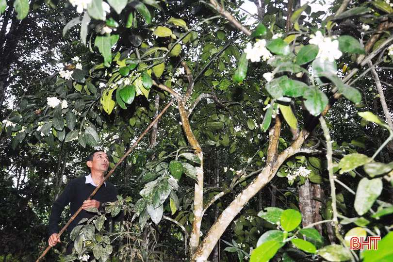 Nông dân Hà Tĩnh tất bật thụ phấn cho bưởi Phúc Trạch trong những ngày tết