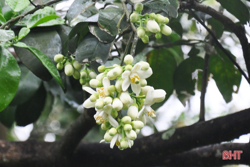 Nông dân Hà Tĩnh tất bật thụ phấn cho bưởi Phúc Trạch trong những ngày tết