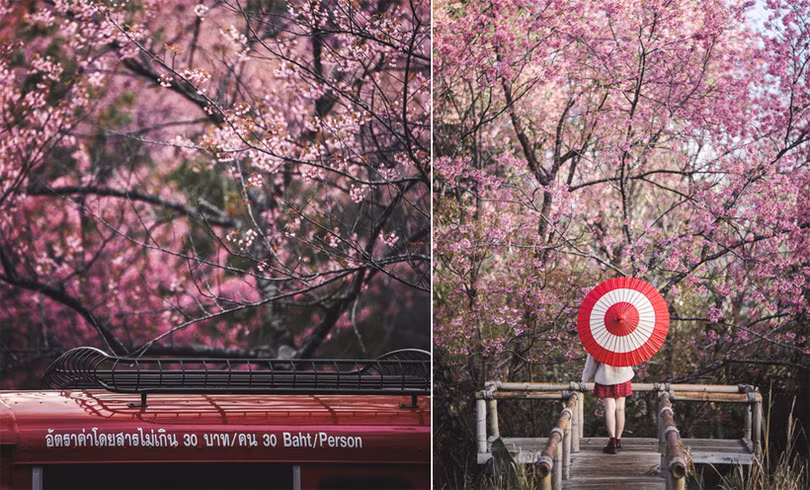Rừng hoa anh đào nổi tiếng Thái Lan thu hút du khách dịp đầu năm