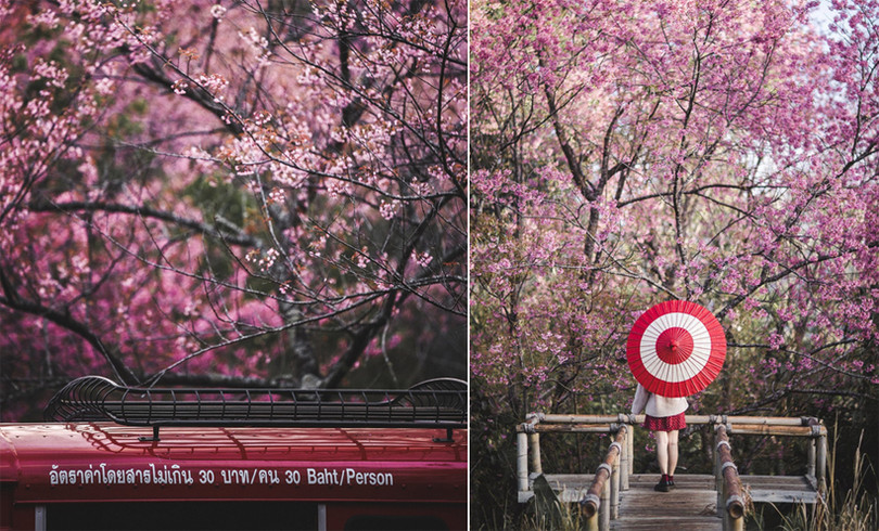 Rừng hoa anh đào nổi tiếng Thái Lan thu hút du khách dịp đầu năm