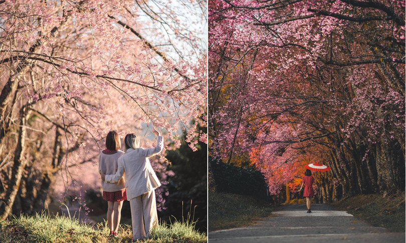 Rừng hoa anh đào nổi tiếng Thái Lan thu hút du khách dịp đầu năm