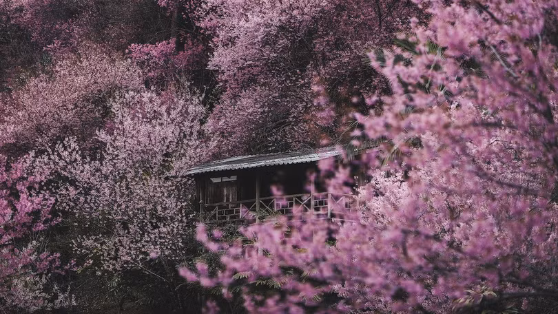 Rừng hoa anh đào nổi tiếng Thái Lan thu hút du khách dịp đầu năm