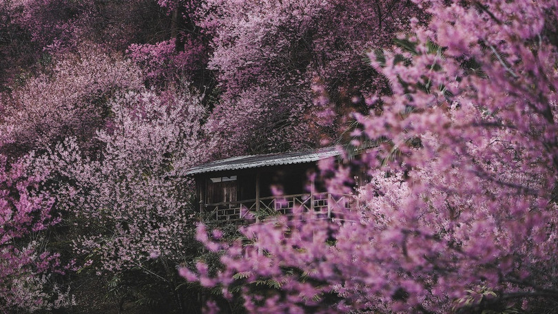 Rừng hoa anh đào nổi tiếng Thái Lan thu hút du khách dịp đầu năm