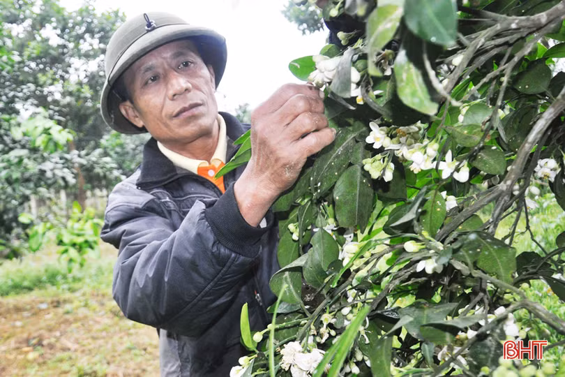 Nông dân Hà Tĩnh tất bật thụ phấn cho bưởi Phúc Trạch trong những ngày tết